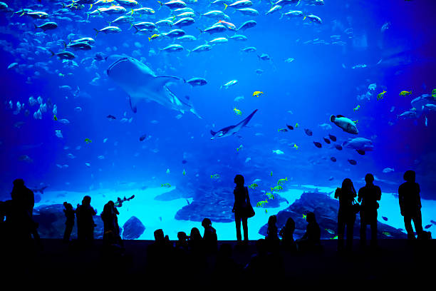 Aquarium Instagram: Influencers and the Social Media Wave in Fishkeeping