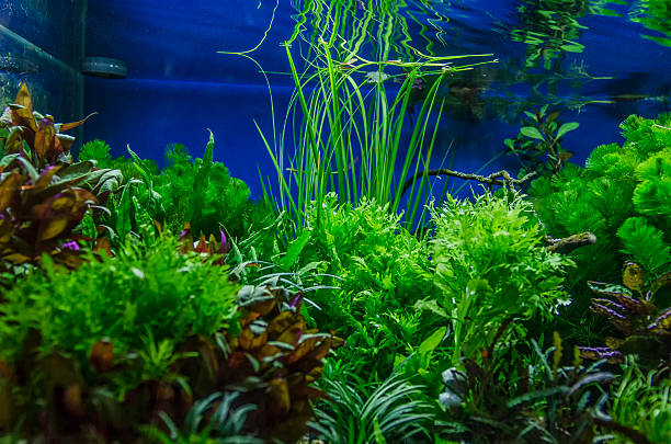 The Best Aquarium Plants for Beginners